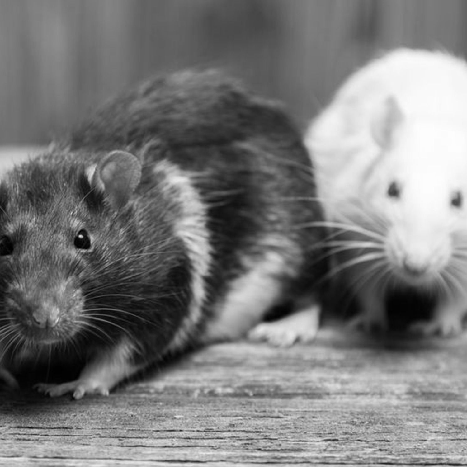Pest Control of Rodents in Chattanooga